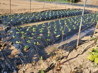 알 수 없음님의 요즘 뜨는 신품종은? 💬 · 참여글 작성글 사진