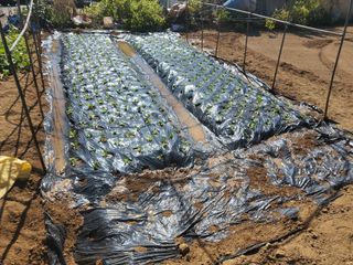 알 수 없음님의 요즘 뜨는 신품종은? 💬 · 참여글 작성글 사진