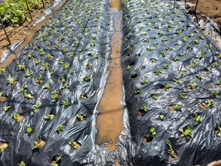 알 수 없음님의 요즘 뜨는 신품종은? 💬 · 참여글 작성글 사진