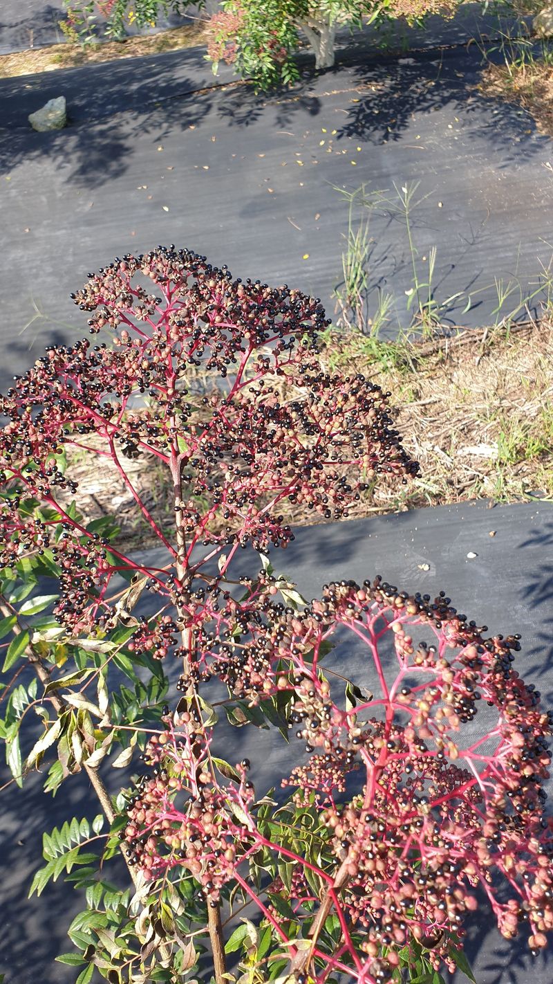 구범회님의 장터 판매 상품 [산초기름 350cc기름병] 첨부 사진