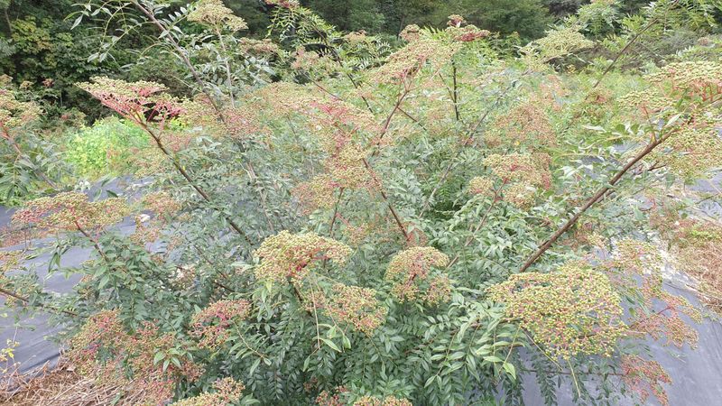 구범회님의 장터 판매 상품 [산초기름 350cc기름병] 첨부 사진