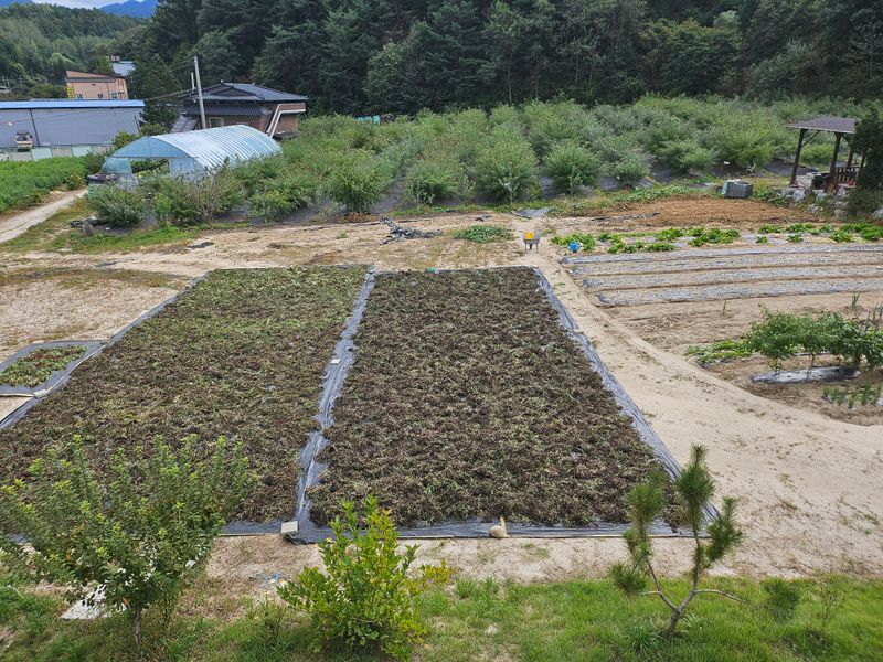 구범회님의 장터 판매 상품 [산초기름 350cc기름병] 첨부 사진