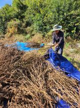 팜모닝 들깨·영농일지 게시글 이미지