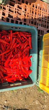 팜모닝 고추·수확 게시글 이미지