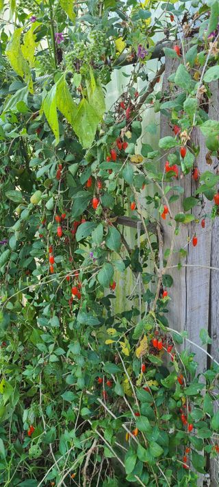 권오정 (천지산)님의 자유주제 · 자유게시판 작성글 사진