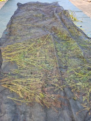 알 수 없음님의 들깨 · 자유게시판 작성글 사진