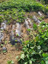 팜모닝 고구마·영농일지 게시글 이미지