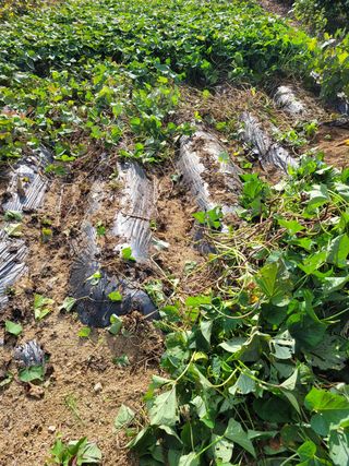 아리랑님의 고구마 · 영농일지 작성글 사진