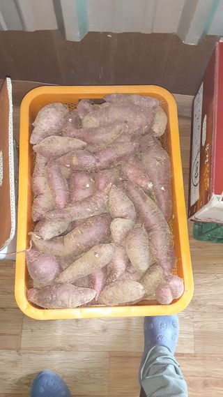 아리랑님의 고구마 · 영농일지 작성글 사진