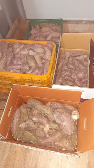 아리랑님의 고구마 · 영농일지 작성글 사진