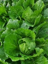 팜모닝 배추·영농일지 게시글 이미지