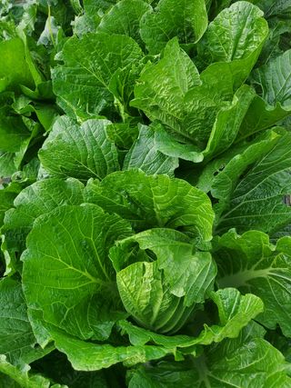 새싹농장님의 배추 · 영농일지 작성글 사진