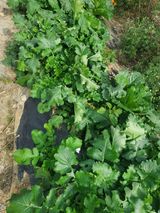 팜모닝 배추·영농일지 게시글 이미지