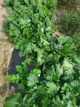 새싹농장님의 배추 · 영농일지 작성글 사진