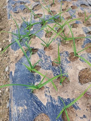 새싹농장님의 마늘 · 영농일지 작성글 사진