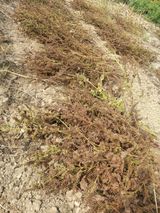 팜모닝 들깨·영농일지 게시글 이미지