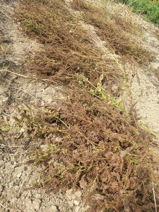 새싹농장님의 들깨 · 영농일지 작성글 사진