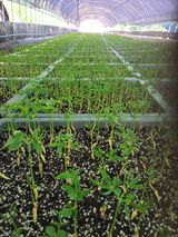 팜모닝 요즘 뜨는 신품종은? 💬·참여글 게시글 이미지