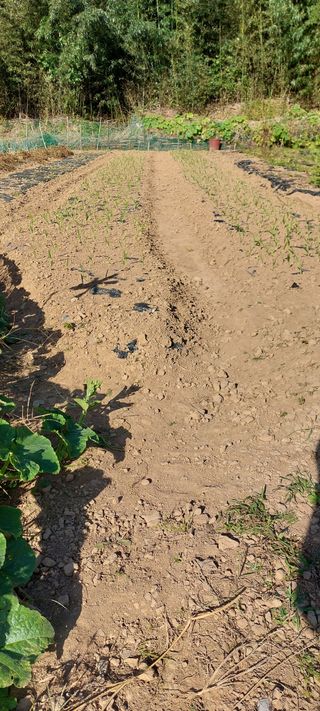 이형모님의 마늘 · 파종작업 작성글 사진