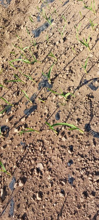 이형모님의 마늘 · 파종작업 작성글 사진