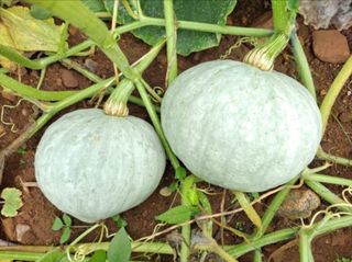 김중언님의 요즘 뜨는 신품종은? 💬 · 참여글 작성글 사진