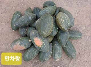 김중언님의 요즘 뜨는 신품종은? 💬 · 참여글 작성글 사진