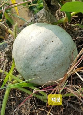 김중언님의 요즘 뜨는 신품종은? 💬 · 참여글 작성글 사진