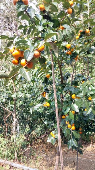 손경식님의 작성글 사진