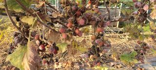 정귀훈님의 포도 · 병해충상담 작성글 사진