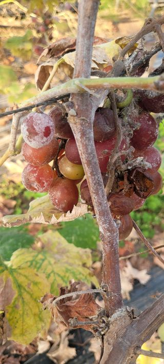 정귀훈님의 포도 · 병해충상담 작성글 사진