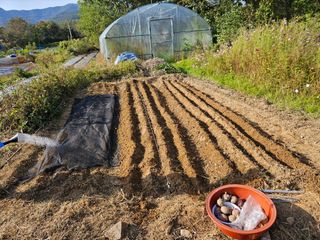 장문업 님의 마늘 · 영농일지 작성글 사진