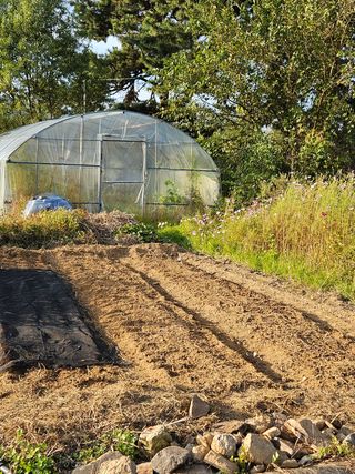 장문업 님의 마늘 · 영농일지 작성글 사진