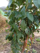 팜모닝 자두·병해충상담 게시글 이미지