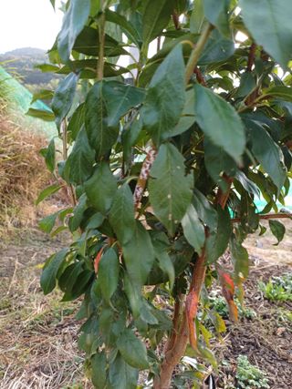 김 연님의 자두 · 병해충상담 작성글 사진