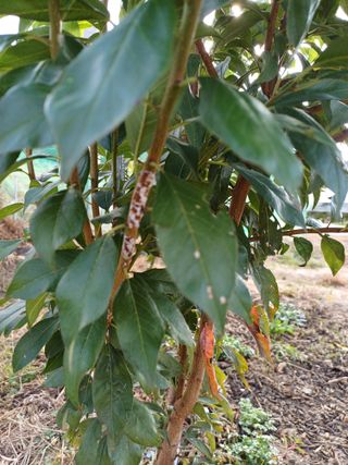 김 연님의 자두 · 병해충상담 작성글 사진