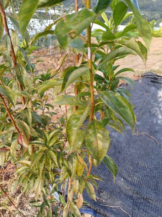 김 연님의 자두 · 병해충상담 작성글 사진