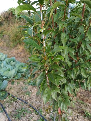 김 연님의 자두 · 병해충상담 작성글 사진