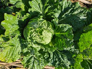 알 수 없음님의 자유주제 · 자유게시판 작성글 사진