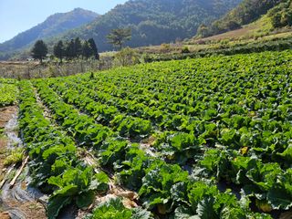 알 수 없음님의 자유주제 · 자유게시판 작성글 사진