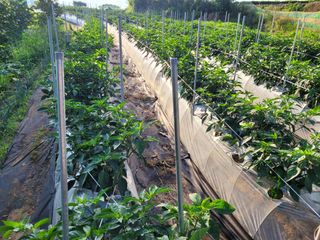 오늘이 가장 젊은날님의 두릅 · 일상 작성글 사진