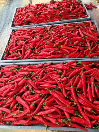 오늘이 가장 젊은날님의 두릅 · 일상 작성글 사진