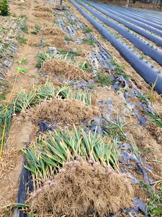 오늘이 가장 젊은날님의 두릅 · 일상 작성글 사진