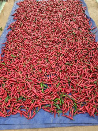 오늘이 가장 젊은날님의 두릅 · 일상 작성글 사진