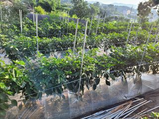 오늘이 가장 젊은날님의 두릅 · 일상 작성글 사진