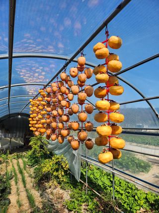 최병훈님의 들깨 · 영농일지 작성글 사진