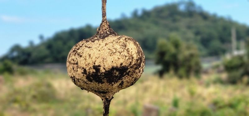 제주담은농장님의 장터 판매 상품 [제주담은농장 히카마 3KG] 첨부 사진