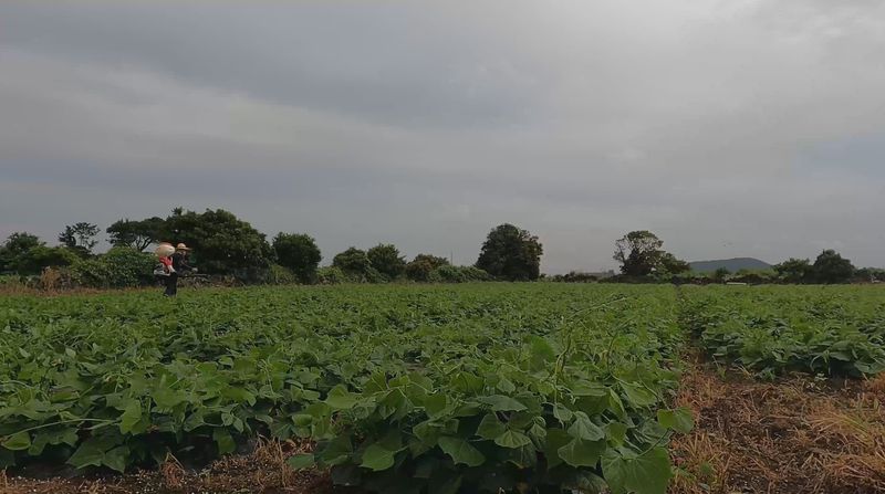 제주담은농장님의 장터 판매 상품 [제주담은농장 히카마 3KG] 첨부 사진