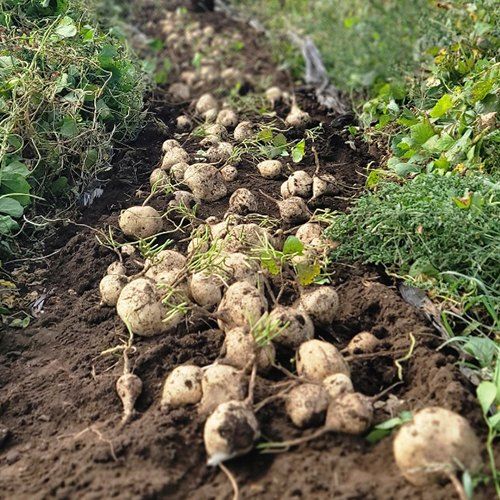 제주담은농장님의 장터 판매 상품 [제주담은농장 히카마 3KG] 첨부 사진