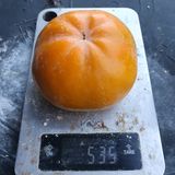 팜모닝 요즘 뜨는 신품종은? 💬·참여글 게시글 이미지