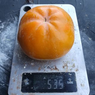 윤현식 님의 요즘 뜨는 신품종은? 💬 · 참여글 작성글 사진